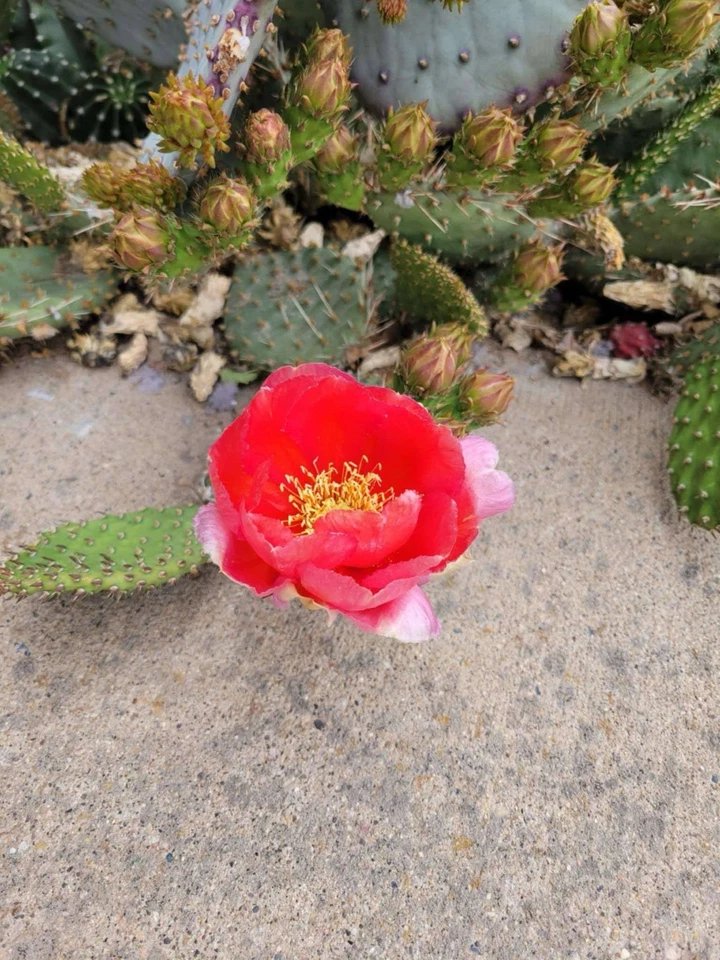 Opuntia Prickly Pear Cactus Cutting Arizona Red Hybrid Cold Hardy Succulent Desert Plant