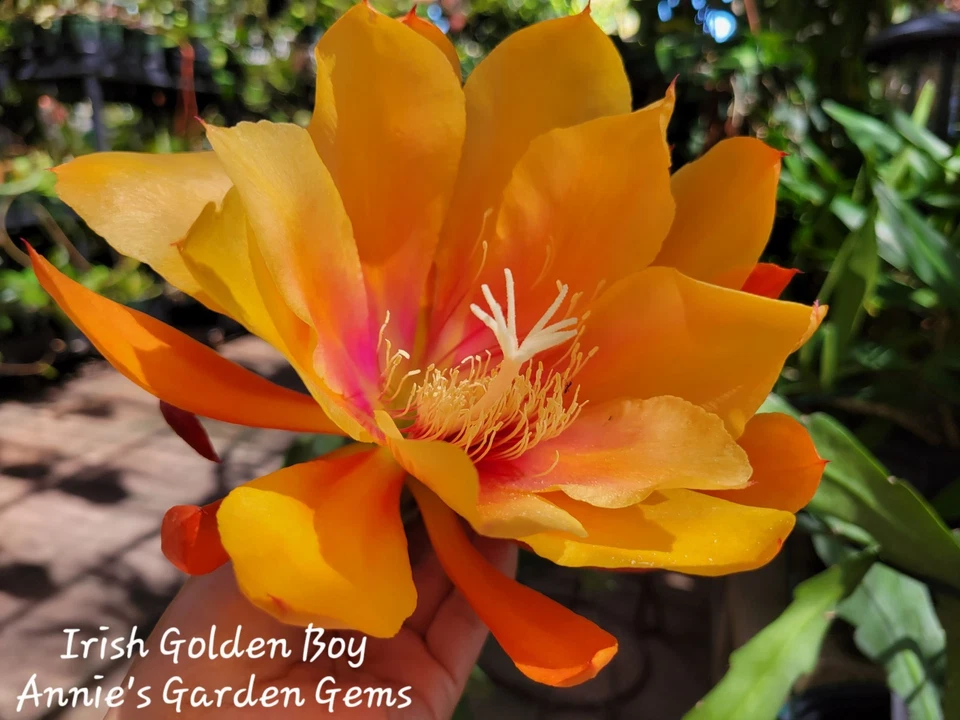 Epiphyllum Irish Golden Boy Cutting – Unrooted Orchid Cactus Propagation Planting 8–10 Inches