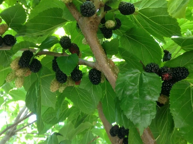 Black Mulberry ‘Shangri-La’ Cuttings – 10 Unrooted Morus nigra Fruit Tree Propagation for Zone 6 Outdoor Garden