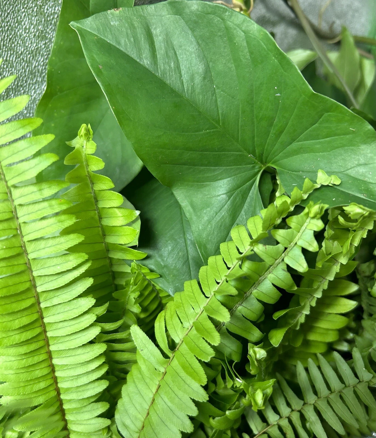 Rooted Plant Cuttings Set – Ferns & Arrowhead Plants, Indoor Foliage, Syngonium, Live Houseplant Starts, Easy-Grow Collection
