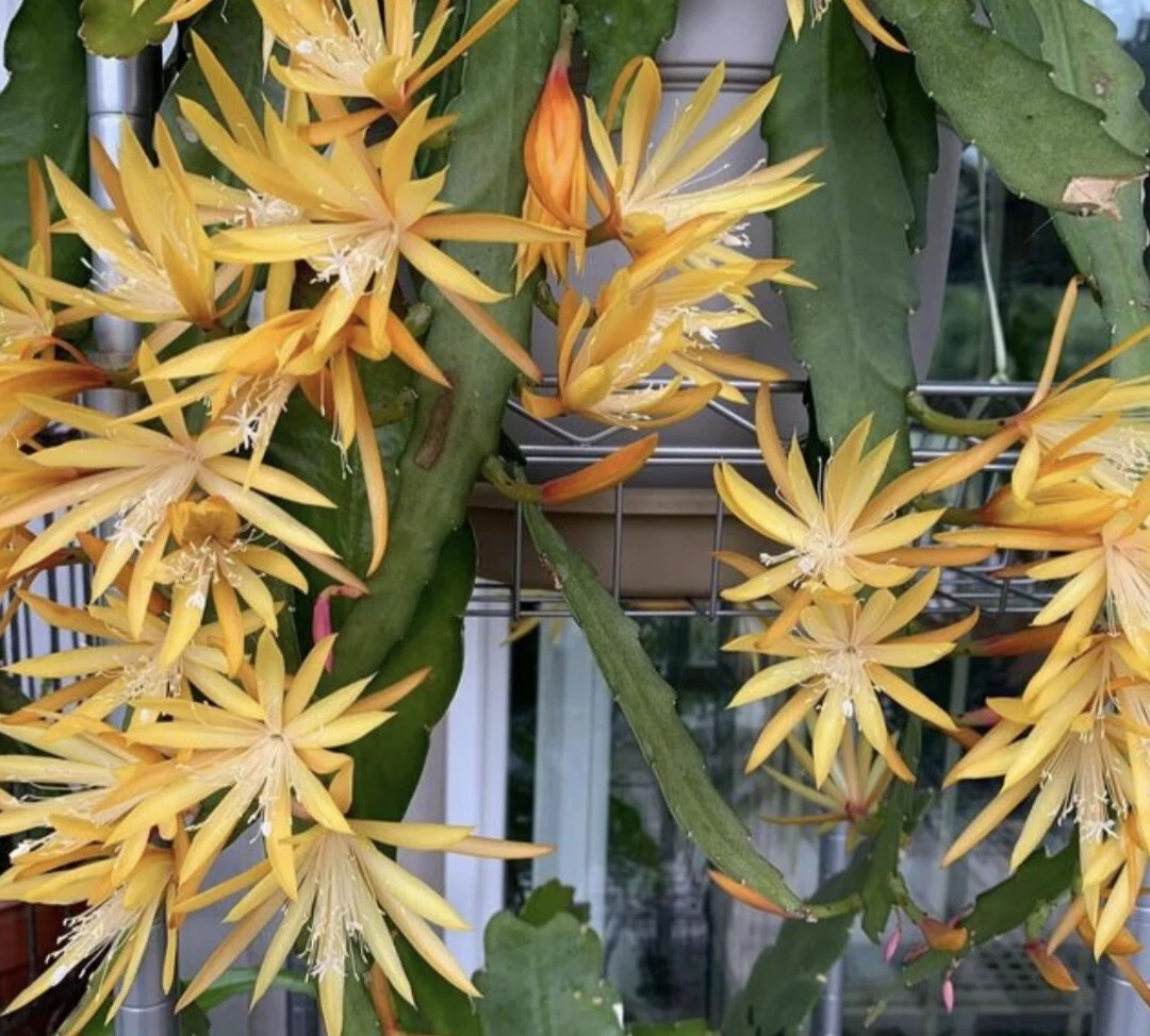 Golden Charm Epiphyllum Cuttings – Unrooted Orchid Cactus Propagation, Yellow Flowers, Epiphyllum Variety