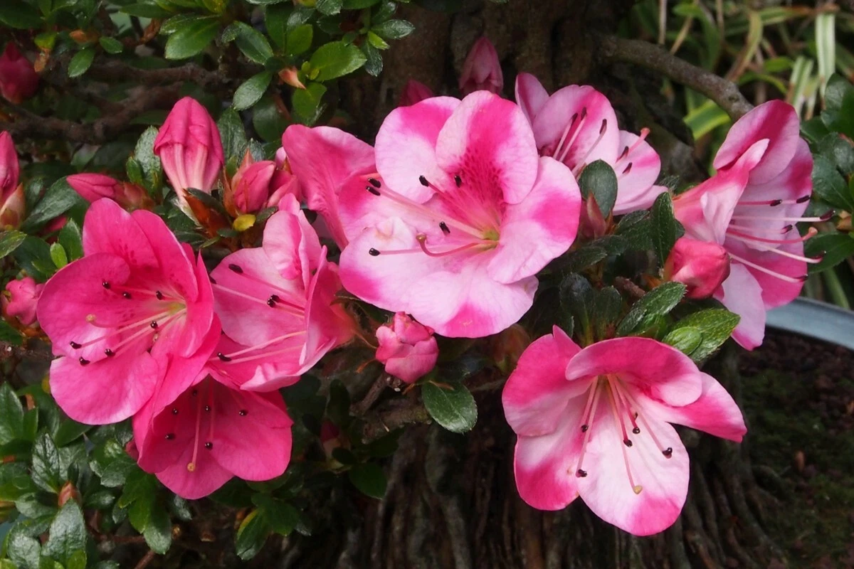 Azalea ‘Kobai 2’ Deciduous Shrub - Bi-Color Flowers - Rhododendron Starter Plant for Garden or Container