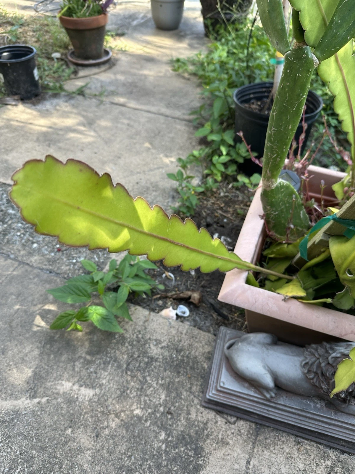 Epiphyllum Hookeri Strictum Cuttings – White Fragrant Orchid Cactus, Unrooted Segments for Propagation