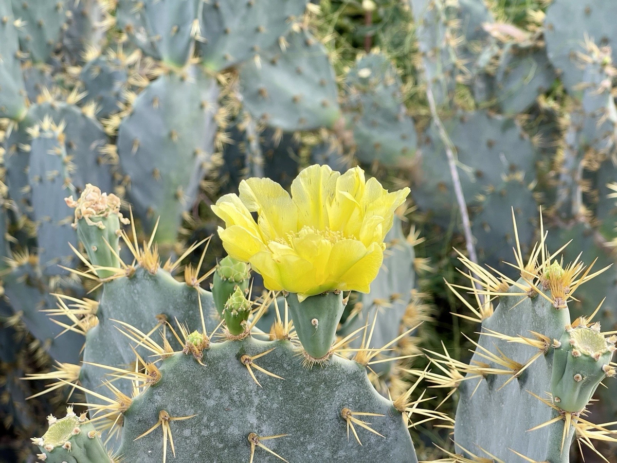 Opuntia Engelmannii Cactus Cutting – 7-8 Inch Prickly Pear Paddle with Yellow Flowers, Desert Succulent, Unrooted for Planting