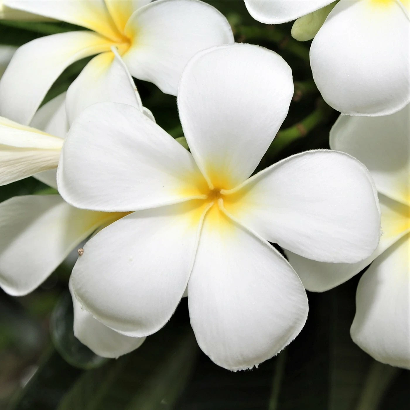 White Plumeria Cutting – 9–12 Inch Unrooted Stem for Tropical Garden & Container Growing – Fragrant White Flowers, Hawaiian Plumeria