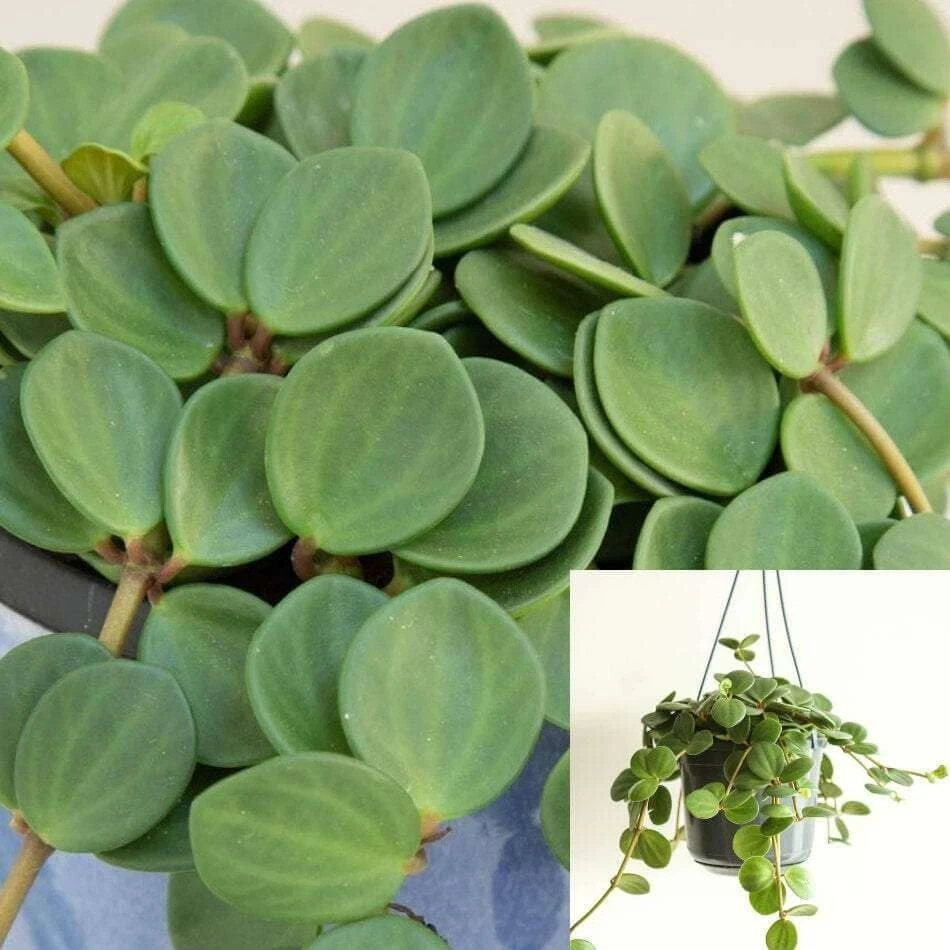Peperomia Hope Cuttings – 15 Unrooted Trailing Houseplant Stems, Succulent Foliage, Peperomia tetraphylla