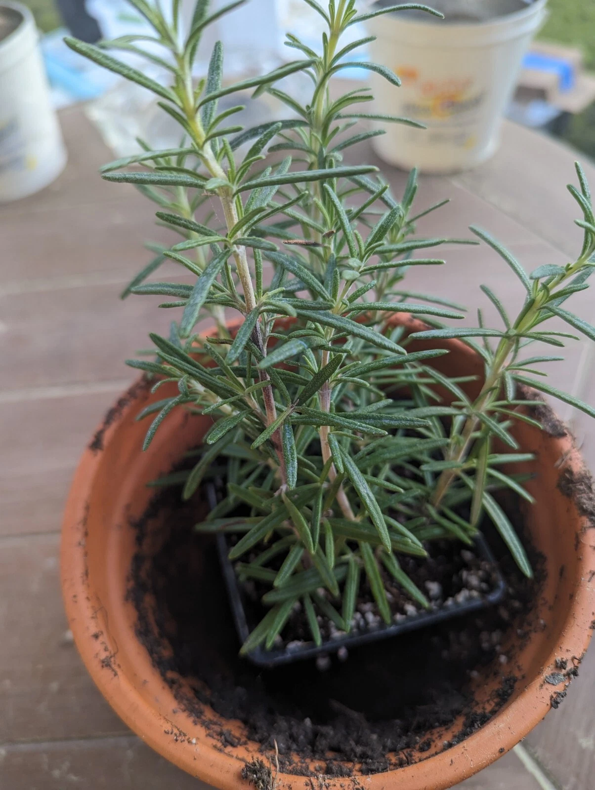 Rosemary Rooted Cuttings Lot of 2 Live Salvia rosmarinus Plants 5–8 Inches Herb for Planting