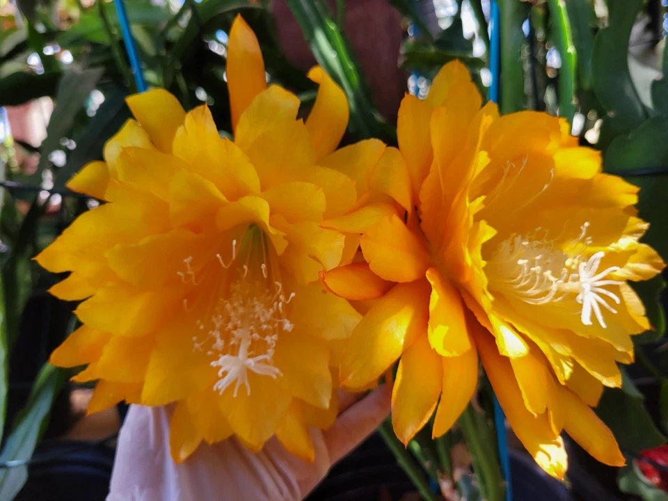 Epiphyllum Yellow Tang Unrooted Cuttings – 8-10 Inch Orchid Cactus Segments for Propagation, Night Blooming Cactus, Trailing Epiphyllum