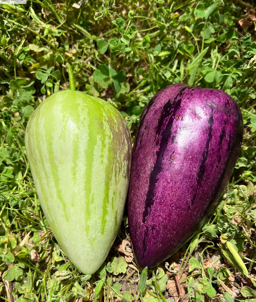Pepino Melon Cuttings – Unrooted Live Propagation Cuttings of Solanum muricatum, Gold & Purple Varieties