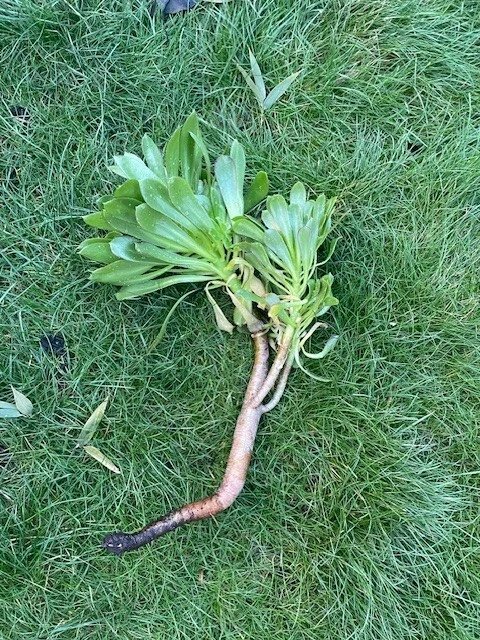 Green Aeonium Succulent Cutting – 10 Inch Unrooted Stem for Indoor or Outdoor Propagation – Aeonium arboreum