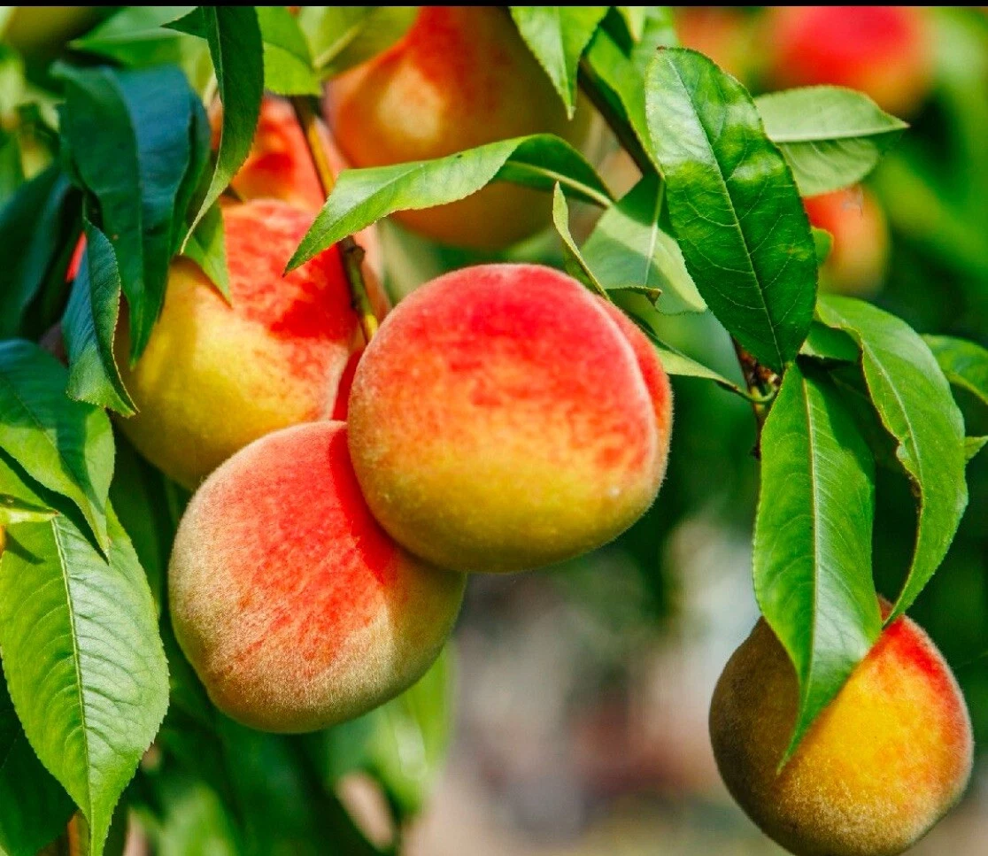 California Peach Tree Cuttings – 7 Unrooted 6-Inch Prunus Persica Fruit Tree Propagation Material