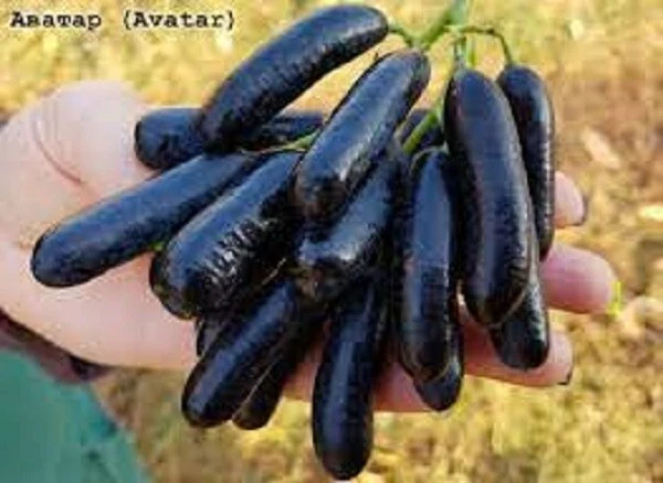 Seedless Grape Vine Cuttings – Avatar (Vitis sp.) Unrooted Propagation Wood for Rooting & Grafting