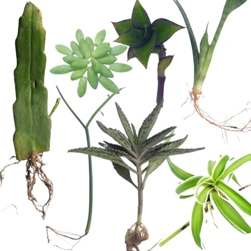 Indoor Plant Cuttings Pack – Queen of Night & Burro’s Tail Propagation Set – Easy-Root Houseplants – Epiphyllum oxypetalum & Sedum morganianum
