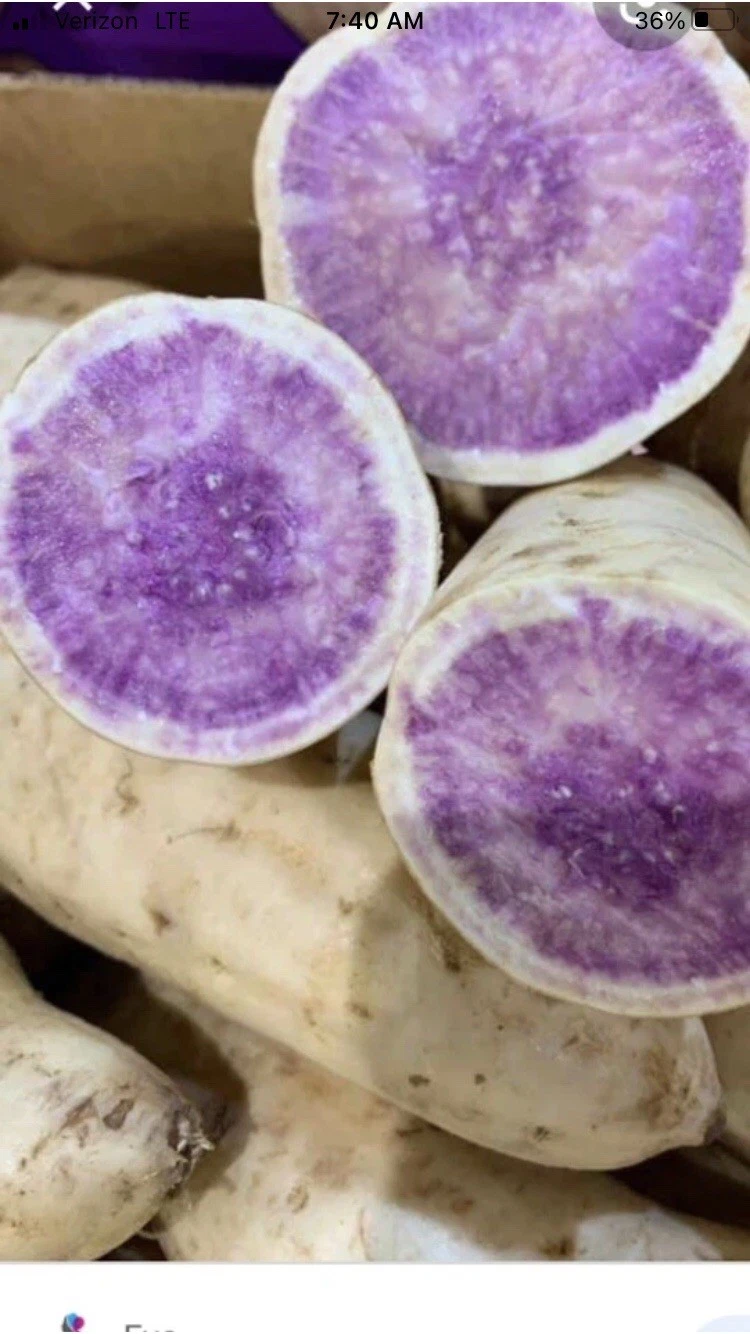 Okinawa Purple Sweet Potato Slips – 15 Organic Ipomoea batatas Cuttings for Garden, Raised Bed, Container Planting