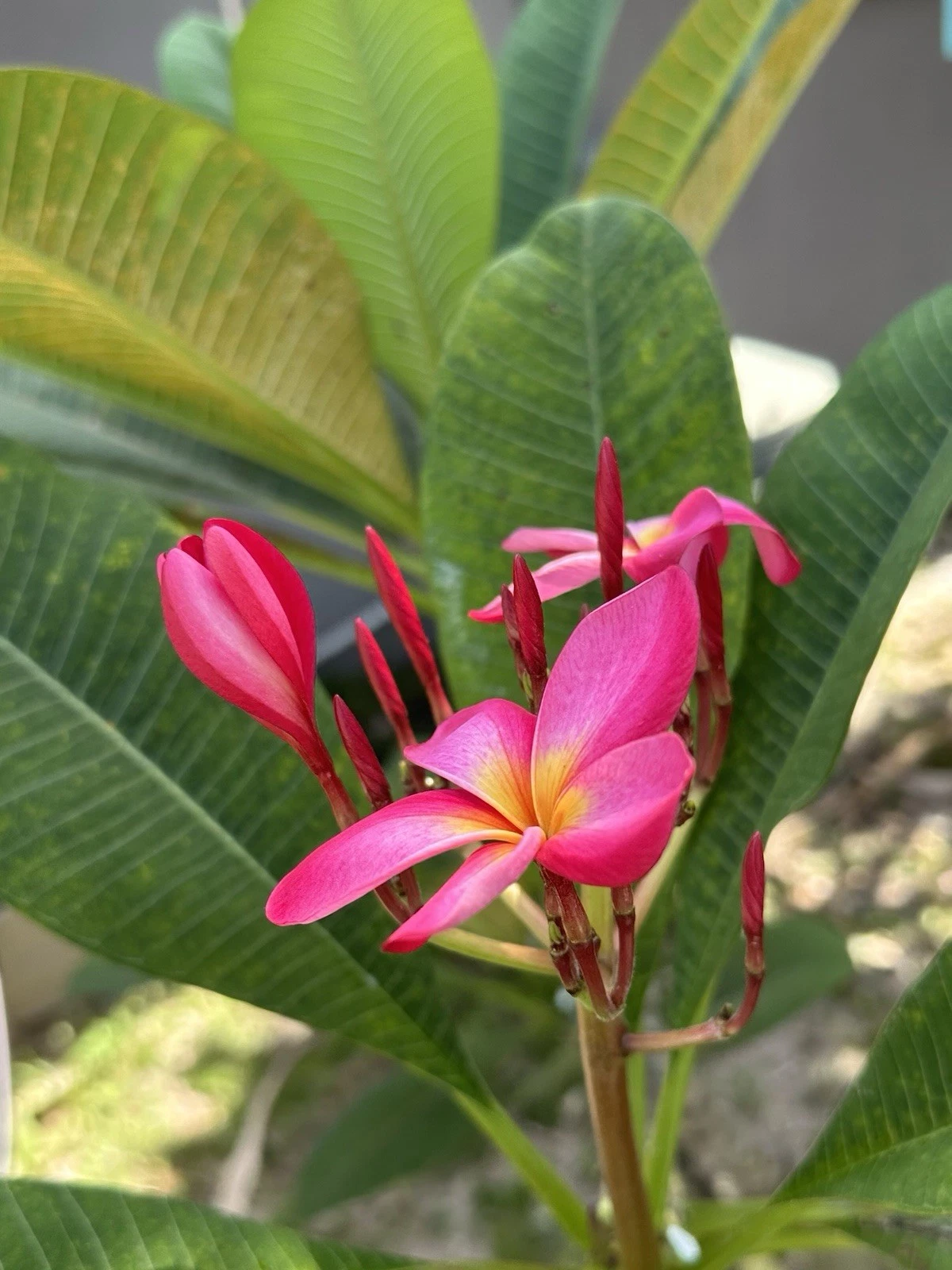 Hot Pink Plumeria Cutting – 12-Inch Unrooted Stem for Propagation, Tropical Flowering Plant, Frangipani, Plumeria rubra