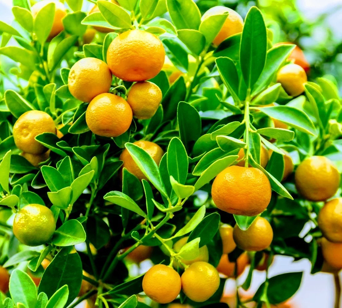 Calamondin Orange Tree Live Citrus Microcarpa Fruit-Bearing Compact Patio or Garden Plant