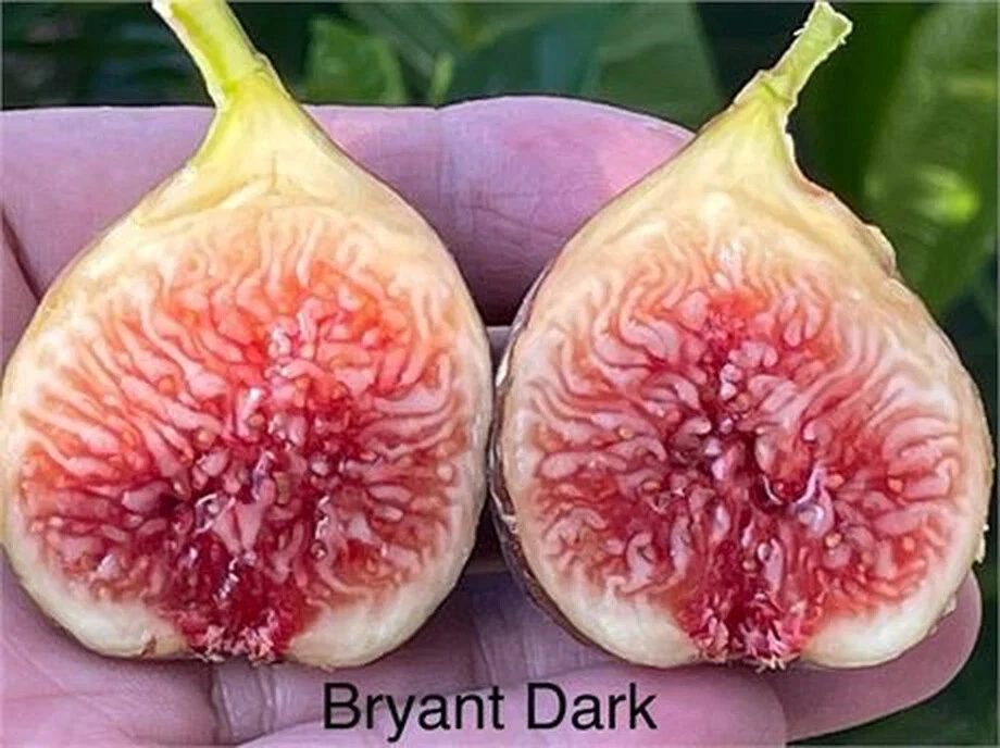 Philodendron Bryant Dark Cutting – Unrooted Propagation Plant, 8+ Inches, Rare Dark Foliage, Climbing Aroid, Houseplant Collection