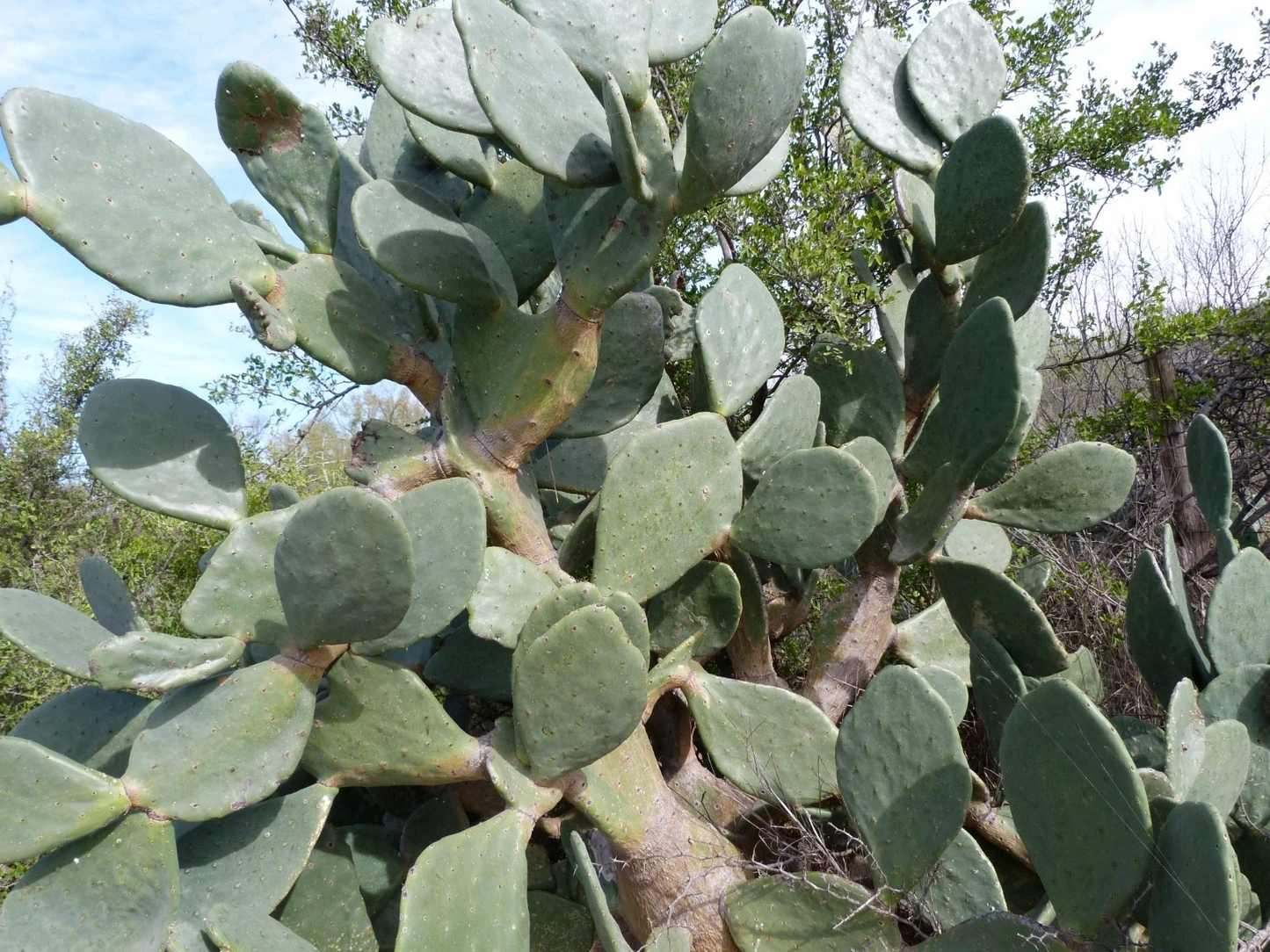 Rooted Tuna Roja Prickly Pear Cactus Pad | Opuntia ficus-indica Nopal Starter Plant for Desert Gardens