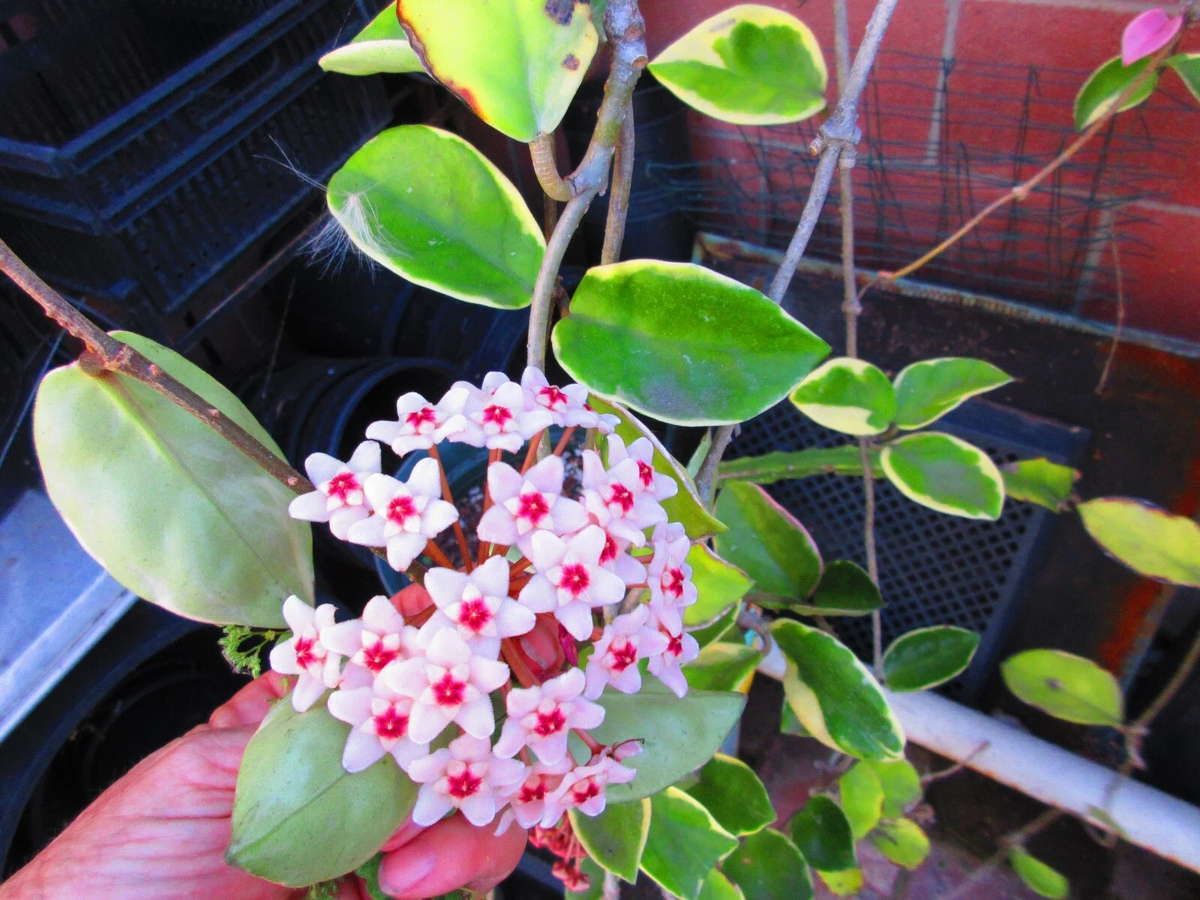 Variegated Hoya Krimson Queen Cuttings – 3 Live Unrooted Stem Clippings for Indoor Vine Propagation, 12–20 Inches