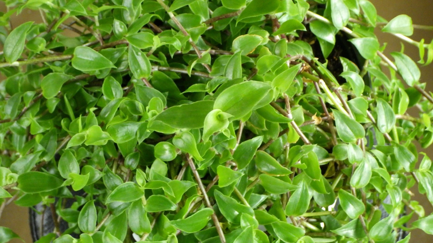Callisia cordifolia Cuttings – Trailing Houseplant, Speedy Jenny, Unrooted Propagation Cuttings, Green Foliage, Indoor Plant