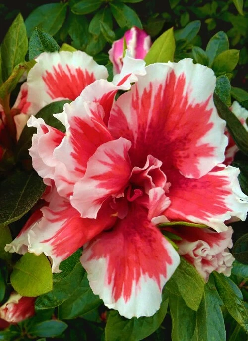 Deciduous Azalea Starter Plant – Mardi Gras Rhododendron, Red & White Bicolor Flowers, Garden Shrub, Container or Landscape Plant