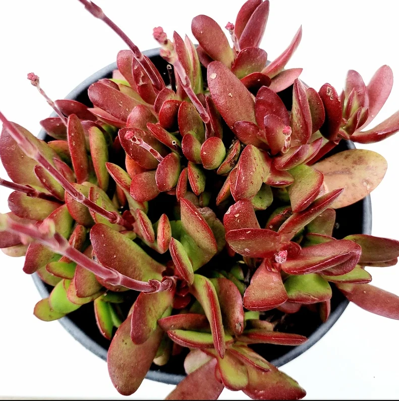 Succulent Plant | Crassula Clavata | Bare Root | Green Foliage, Compact Growth