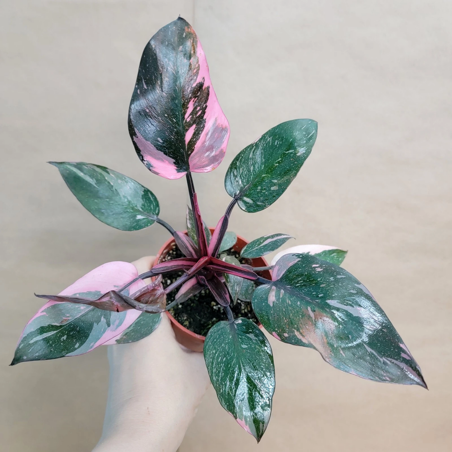 Philodendron Marble Galaxy Pink Princess – Rare Variegated Aroid in 4-inch Pot, Indoor Houseplant with Pink, White & Green Foliage