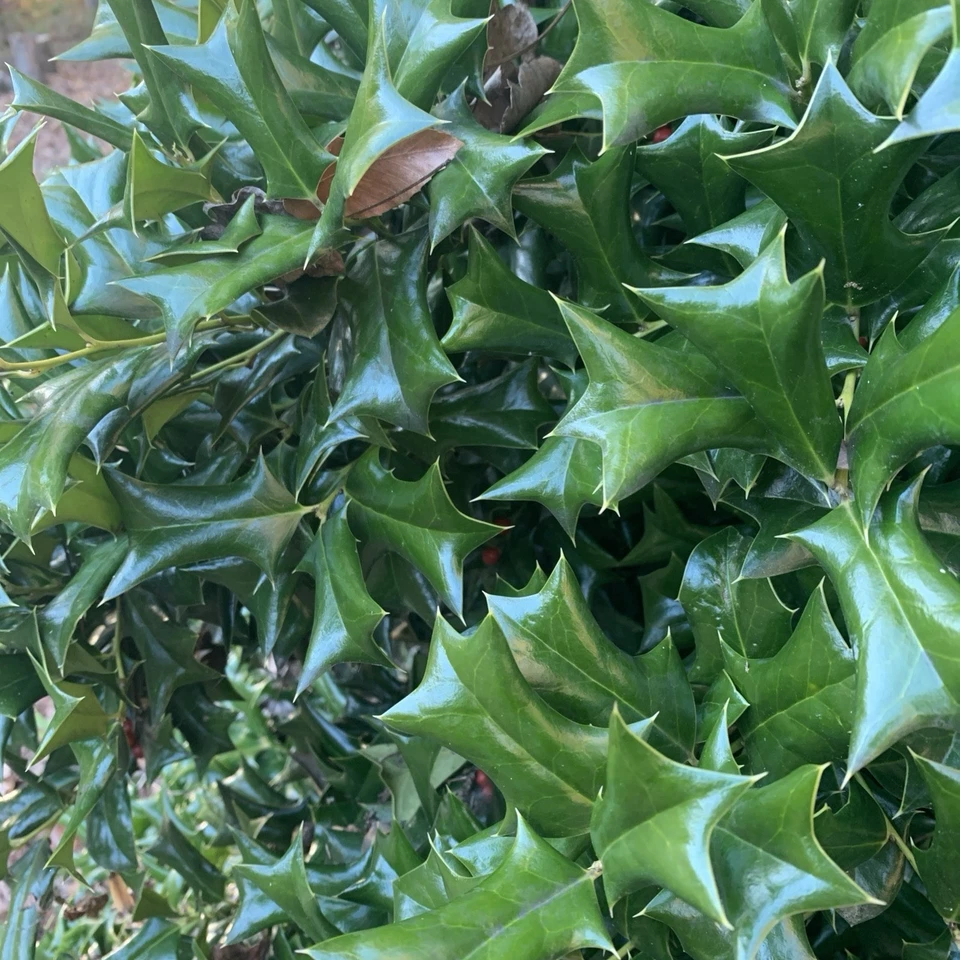Chinese Holly Cuttings – 5 Unrooted Ilex cornuta Propagation Cuttings 6–8 Inches Evergreen Shrub