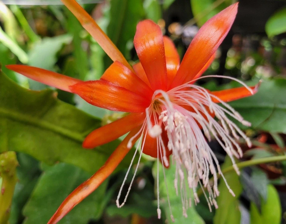 Epiphyllum Fluid Orange Unrooted Cuttings – Orchid Cactus, 8-10 Inches, Vibrant Orange Blooms, Epiphyllum Hybrid for Rooting