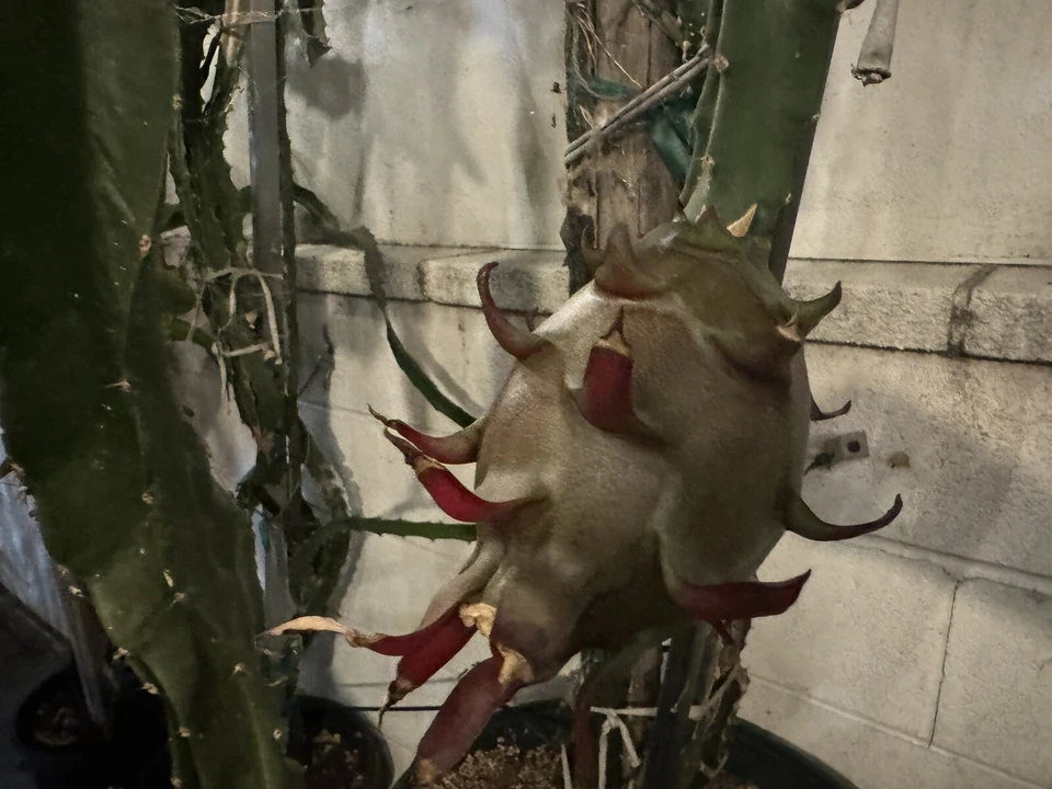 Dragon Fruit Cuttings – 4 Fresh 8–12in Hylocereus spp. for Rooting, Live Starter Cactus for Propagation