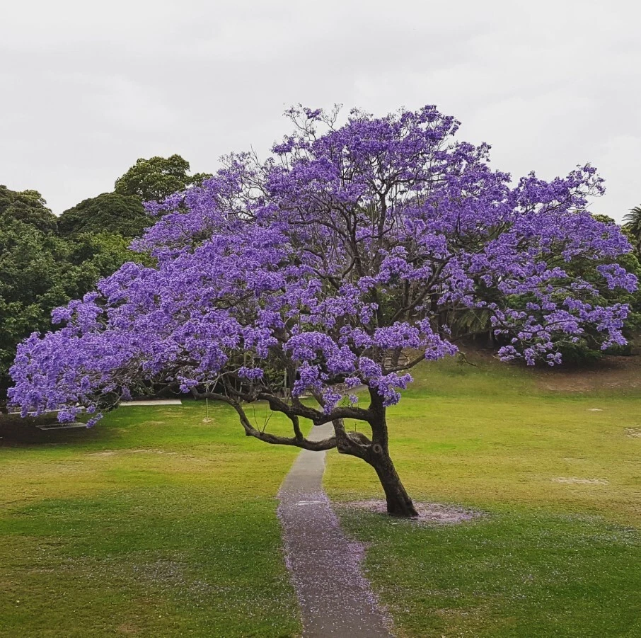 Blue Jacaranda Tree Live Plant – 6–8 Inch Starter Jacaranda mimosifolia for Outdoor Landscaping