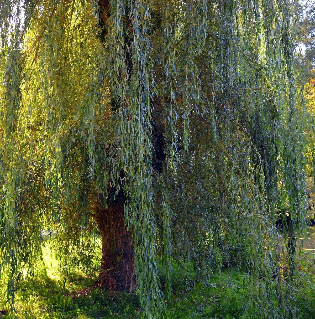 White Willow Cuttings – 20 Live Hardwood Salix Alba Propagation Material, 6–10 Inch for Outdoor Planting