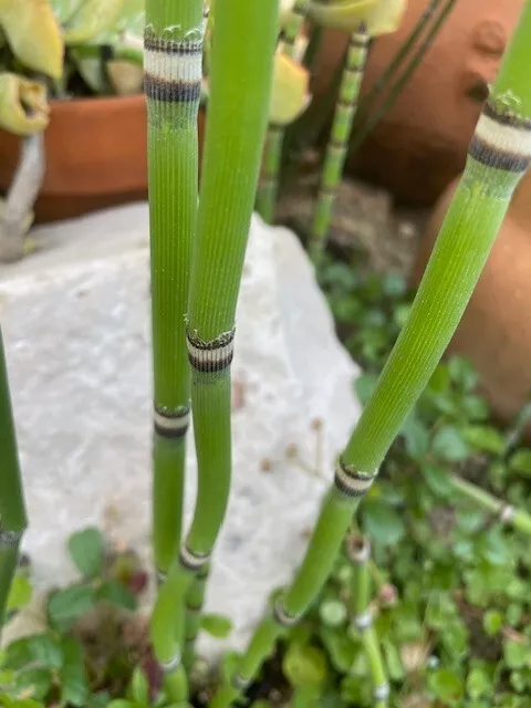 Horsetail Cuttings 12" Equisetum Snake Grass Live Reed-Like Plants for Ponds & Wet Gardens