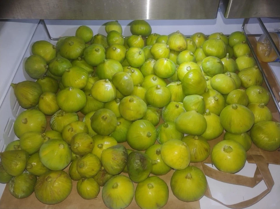 Italian Honey Fig Cuttings – 5 Unrooted Ficus carica Lattarulla Propagation Material for Garden or Container Planting