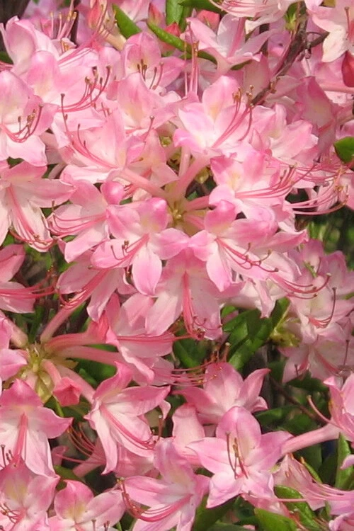Pink Pearl Azalea Starter Plant – Live Rhododendron Deciduous Shrub with Iridescent Pink Blooms, Partial Shade, Well-Draining Acidic Soil