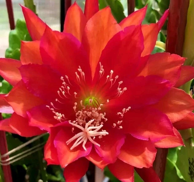 German Empress Epiphyllum Cutting – Rare Red Orchid Cactus Live Stem for Rooting, 6+ Inch Hybrid Orchid Cactus, Bright Red Blooms