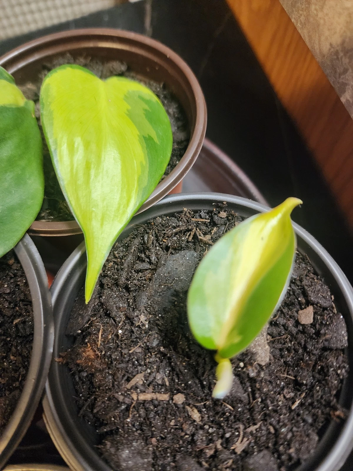 Philodendron Heartleaf Cutting in 3-Inch Pot, Indoor Trailing Houseplant, Easy Care, Green Foliage, Philodendron hederaceum