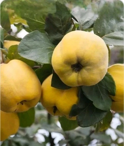 Quince Tree Cutting – Cydonia oblonga Live Propagation Scion for Rooting or Grafting