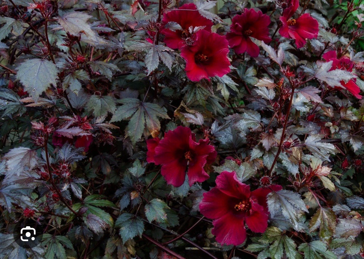 Mahogany Splendor Hibiscus Live Rooted Starter Plant, Red Foliage, Hibiscus acetosella Ornamental Shrub