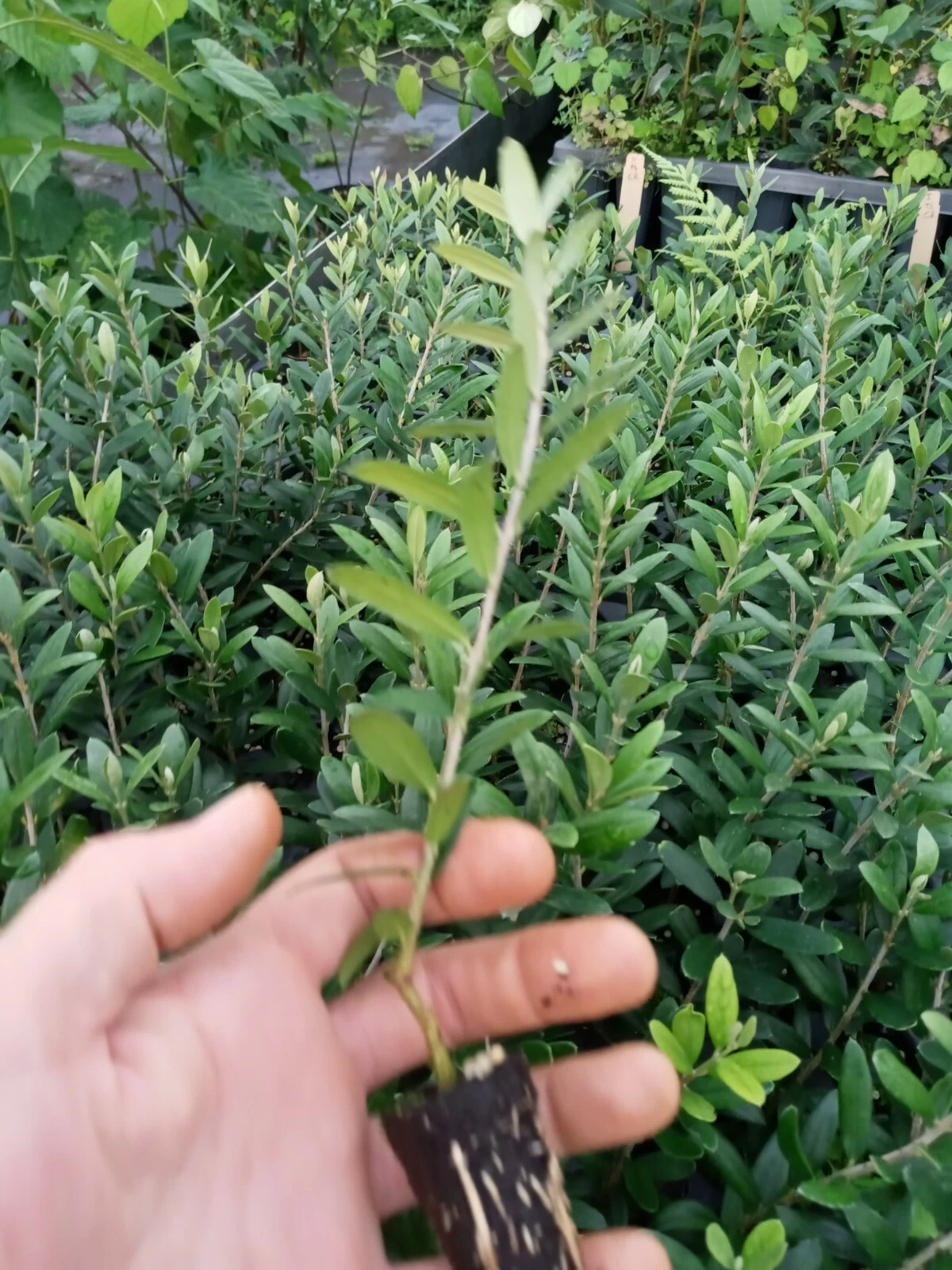 Arbequina Olive Tree Starter Plant – Compact Olea europaea Fruit Tree for Indoor & Outdoor Gardens
