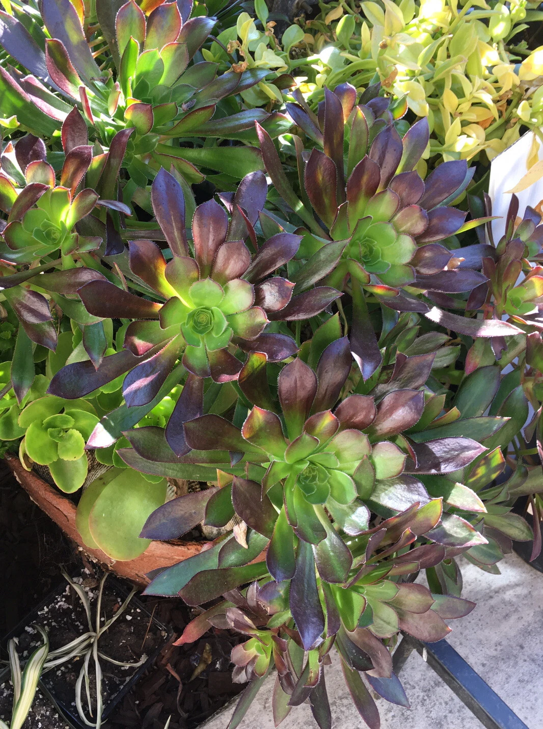 Unrooted Bicolor Aeonium Succulent Cuttings – 3 Large Rosettes for Propagation, Ornamental Houseplant, Aeonium spp.
