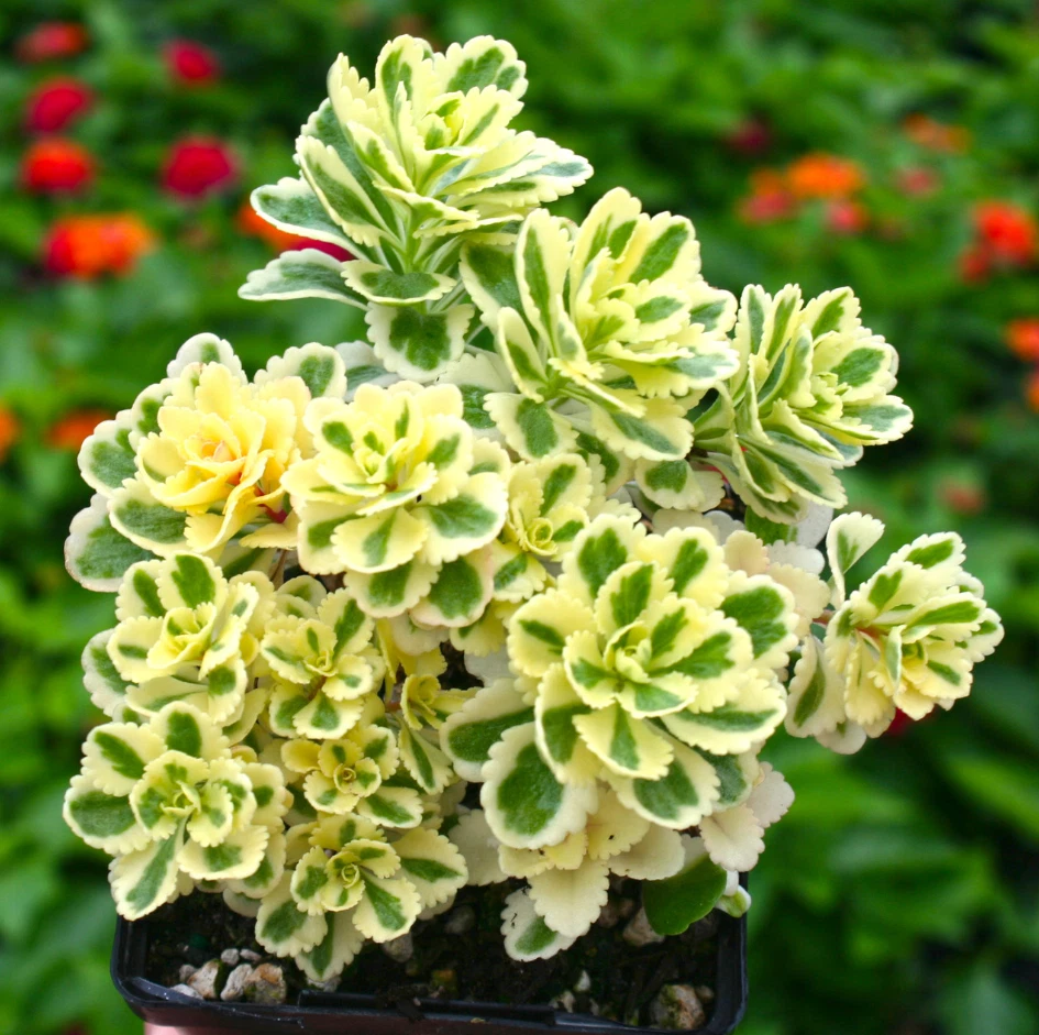 Sedum Atlantis Variegated Succulent in 2in Pot, Bright Green & Cream Foliage, Low-Maintenance Garden Stonecrop Plant