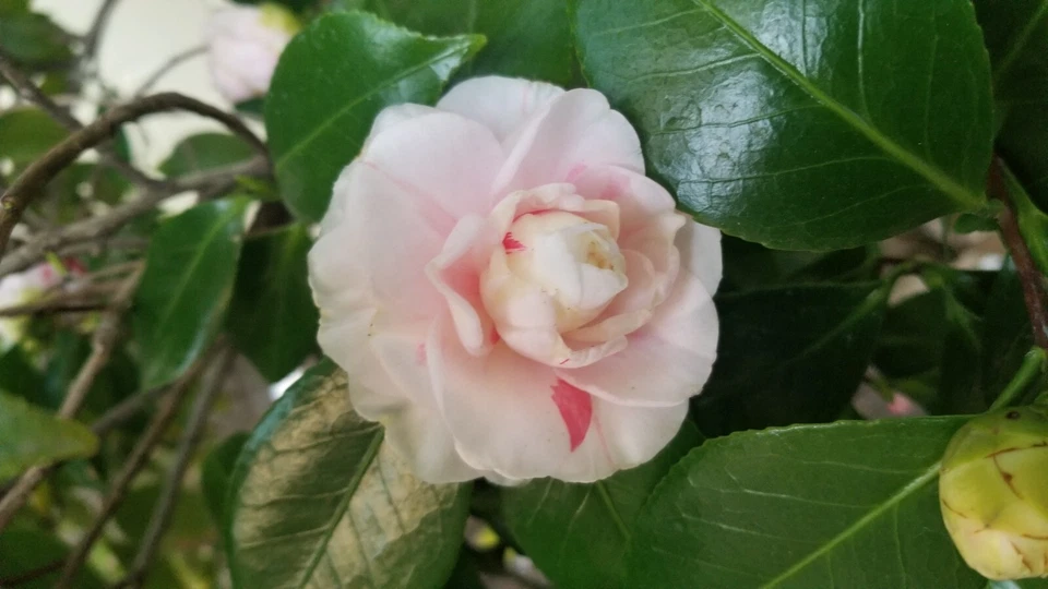 Candy Cane Camellia Stem Cuttings – 8 Unrooted Grafting or Rooting Propagation Material, Evergreen Shrub, Red & White Blooms