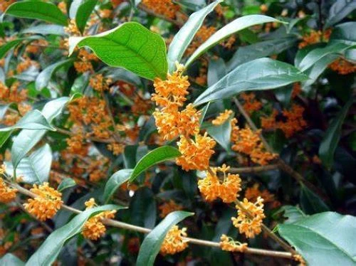 Osmanthus fragrans 'Apricot Echo' Live Plant – Rooted Sweet Olive Shrub with Apricot-Scented Blooms, Evergreen Ornamental Shrub