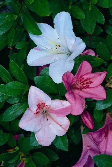 Tama no Hada Azalea Rhododendron Deciduous Starter Plant Multi-Color Blooms