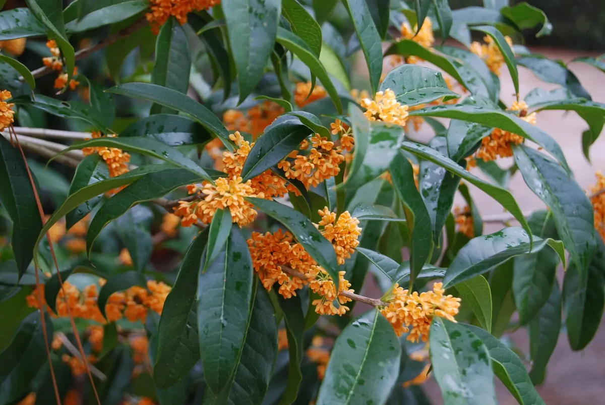 Apricot Echo Sweet Olive (Osmanthus fragrans) Rooted Starter Plant, Fragrant Evergreen Shrub for Garden, Patio, Border, Container