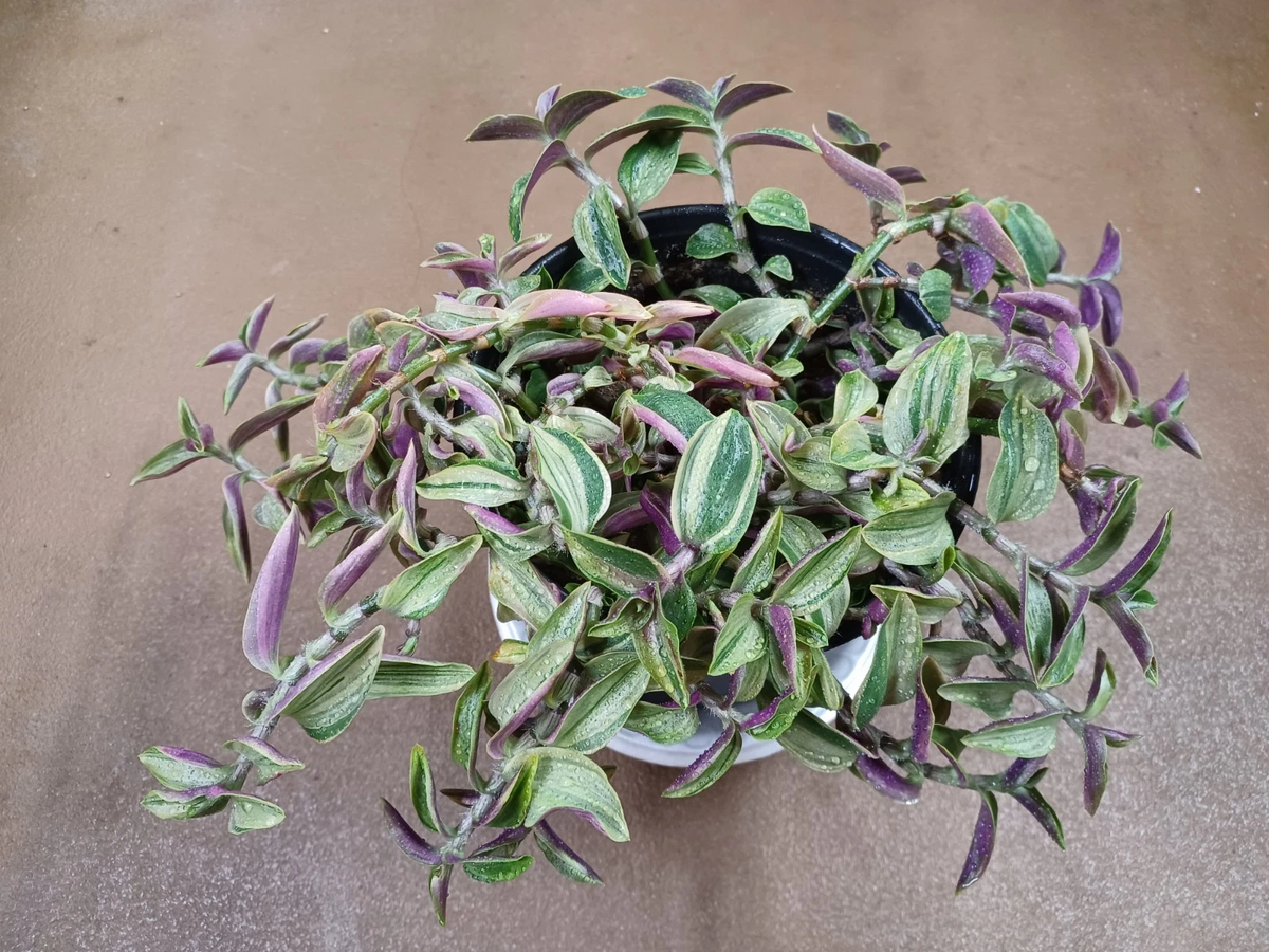 Tradescantia Gelfling Cuttings – Variegated Wandering Jew Houseplant Propagation, Trailing Foliage, Unrooted Plant Cuttings
