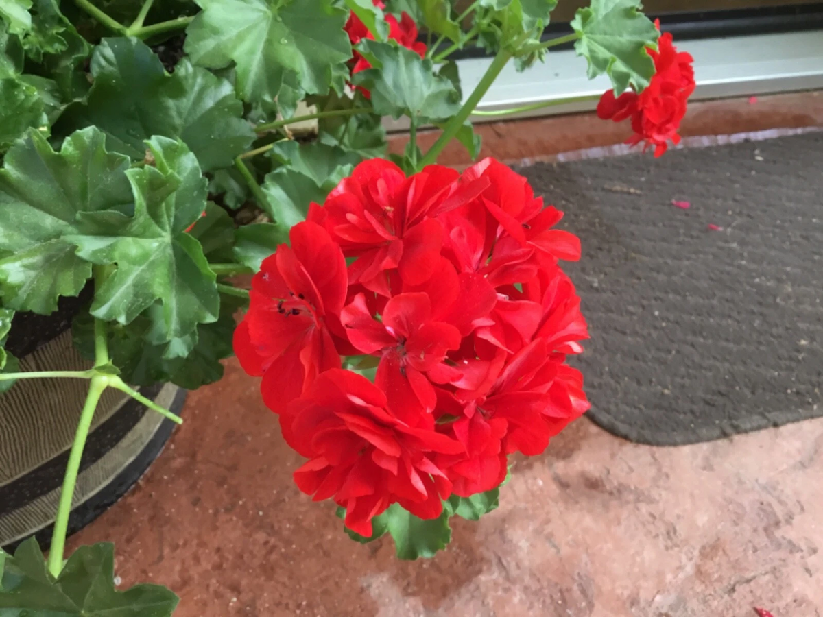 Geranium Cuttings – 6 Live Pelargonium Mountie Red Sport Stems for Rooting – Vibrant Red Flowers, Full Sun, Well-Draining Soil