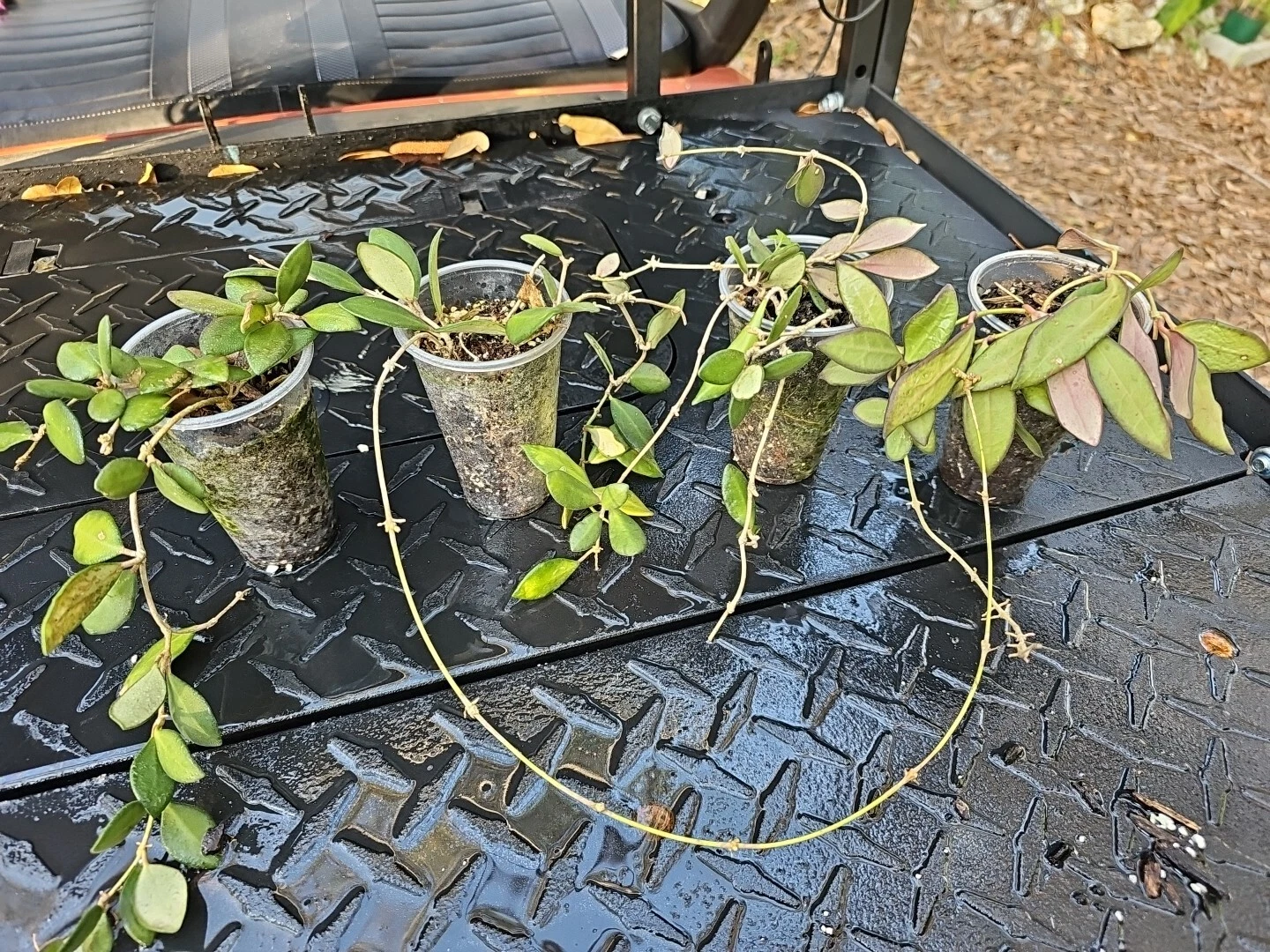 Hoya Burtoniae Rooted Cutting – Wax Plant, Trailing Indoor Houseplant, Bare Root, Fuzzy Leaf, Hoya burtoniae