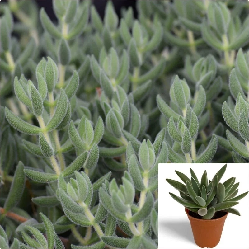 Crassula mesembryanthoides Cuttings – 15 Fuzzy Foliage Succulent Starts for Propagation & Garden Use